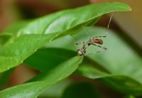  Pseudempusa pinnapavonis świeżo wykluta larwa
Foto: Piotr Hołoweńko
