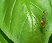  Pseudempusa pinnapavonis świeżo wykluta larwa 
Foto: Piotr Hołoweńko