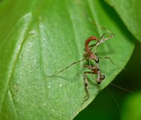  Pseudempusa pinnapavonis świeżo wykluta larwa
Foto: Piotr Hołoweńko