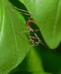  Pseudempusa pinnapavonis świeżo wykluta larwa
Foto: Piotr Hołoweńko