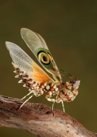  Samiec Pseudocreobotra wahlbergii w pozie odstraszającej
Foto: Igor Siwanowicz