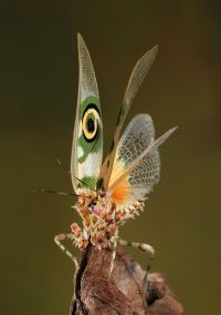  Samiec Pseudocreobotra wahlbergii w pozie odstraszającej
Foto: Igor Siwanowicz