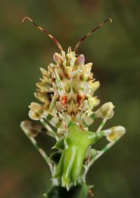  Larwa Pseudocreobotra wahlbergii
Foto: Igor Siwanowicz