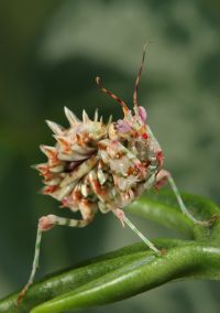  Larwa Pseudocreobotra wahlbergii
Foto: Igor Siwanowicz