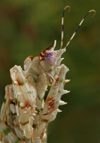  Pseudocreobotra wahlbergii, portret
Foto: Igor Siwanowicz