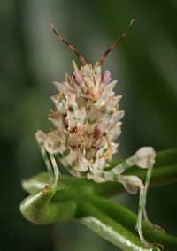  Pseudocreobotra wahlbergii, portret
Foto: Igor Siwanowicz