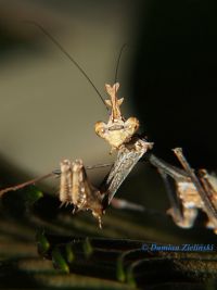  Sibylla pretiosa Foto. Damian Zieliński