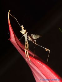  Sibylla pretiosa Foto. Damian Zieliński