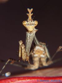  Sibylla pretiosa Foto. Damian Zieliński