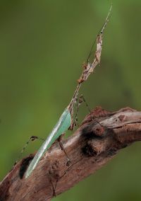  Dorosły samiec Sibylla pretiosa 
Foto: Igor Siwanowicz