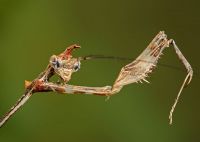  Samiec Sibylla pretiosa portret
Foto: Igor Siwanowicz