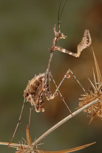  Subimago Sibylla pretiosa, samiec
Foto: Igor Siwanowicz