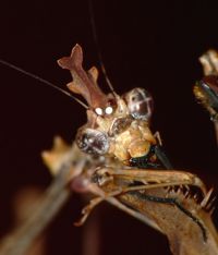  Samica Sibylla pretiosa w trakcie posiłku
Foto: Piotr Hołoweńko