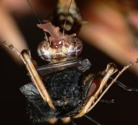  Samica Sibylla pretiosa w trakcie posiłku
Foto: Piotr Hołoweńko