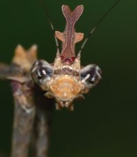  Samica Sibylla pretiosa, portret
Foto: Piotr Hołoweńko