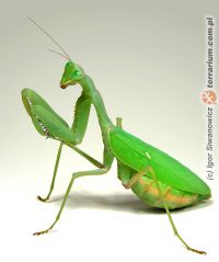 Sphodromantis baccettii 