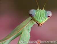  Sphodromantis gastrica 
Foto: Igor Siwanowicz