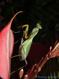  Sphodromantis gastrica 
Foto. Damian Zieliński