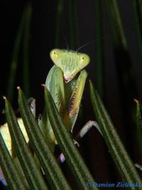  Sphodromantis gastrica 
Foto. Damian Zieliński