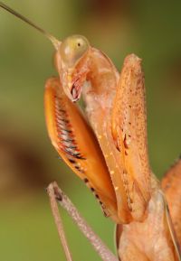  Sphodromantis gastrica 
Foto: Igor Siwanowicz