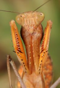  Sphodromantis gastrica 
Foto: Igor Siwanowicz