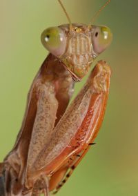  Sphodromantis gastrica 
Foto: Igor Siwanowicz