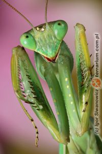 Sphodromantis viridis 