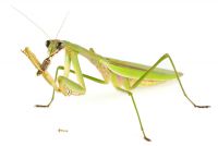 Tenodera parasinensis 