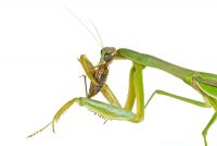  Tenodera parasinensis
Foto: Piotr Naskrecki