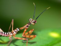  Świeżo wykluta larwa Tisma pauliani
Foto: Piotr Hołoweńko